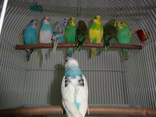 волнистые попугайчики